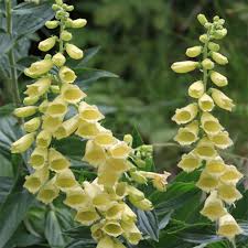 DIGITALIS GRANDIFLORA JAUNE