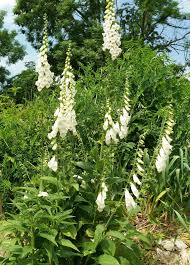 [4290] DIGITALIS PURPUREA ALBA (Caduc, 50/100)
