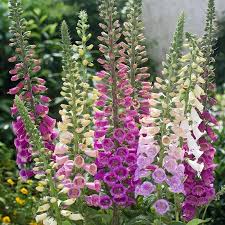 [4291] DIGITALIS PURPUREA EXCELSIOR VARIÉE (Caduc, 50/100)