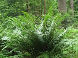DRYOPTERIS