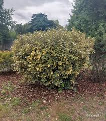 [4471] ELAEAGNUS EBBINGEI VIVILEG (Persistant, 200/250)