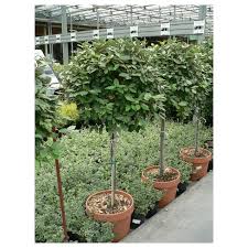ELAEAGNUS EBBINGEI VIVILEG - DEMI TIGE