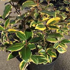 [4474] ELAEAGNUS EBBINGEI VIVILEG - PALISSEE (Persistant, 200/250)