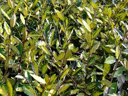 [4487] ELAEAGNUS PUNGENS MACULATA AUREA (Persistant, 200/250)