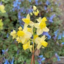 EPIMEDIUM VERSI.SULPHUREUM JAUNE