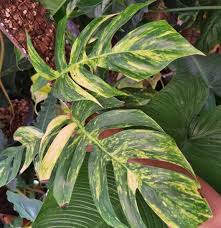 [4529] EPIPREMNUM PINNATUM AUREA (Persistant, 250/300)