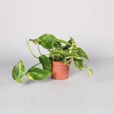EPIPREMNUM PINNATUM AUREUM