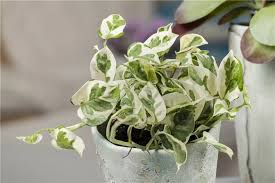 EPIPREMNUM PINNATUM NJOY