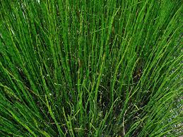 EQUISETUM FLUVIATILIS