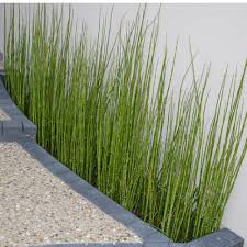 EQUISETUM JAPONICUM