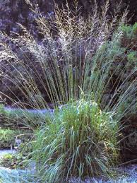 [7983] MOLINIA ARUNDI.KARL FOERSTER (Caduc, 150/200)
