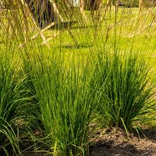 [7988] MOLINIA CAERULA (Caduc, BRUN, 100/150)