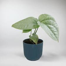 [7994] MONSTERA AMYDRIUM MEDIUM (Persistant, 150/200)