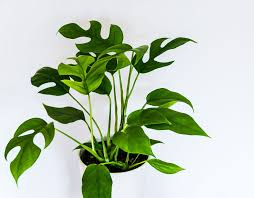 MONSTERA MINIMA