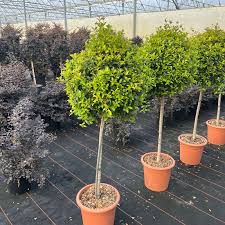 EUGENIA MYRTIFOLIA - BOULE