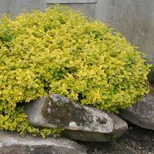 EUONYMUS FORT. EMERALD'N GOLD