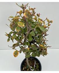 [4716] EUONYMUS FORT. EMERALD'N GOLD - QUART TIGE (Persistant, 50/100)