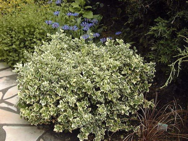 EUONYMUS FORTUNEI EMERALD GAIETY