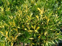 EUONYMUS JAP. AUREOPICTUS (LIVORNESE)