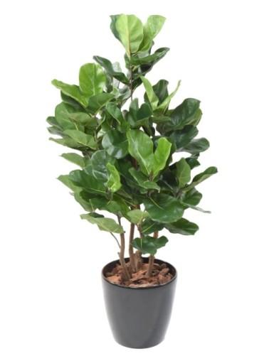 [1359] ARTIFICIEL FICUS LYRATA H105