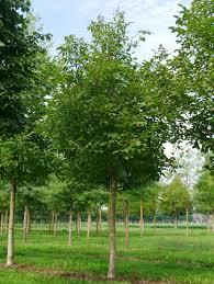 JUGLANS REGIA (NOYER) - TIGE