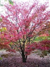 [12655] ZELKOVA SERRATA - CEPEE
