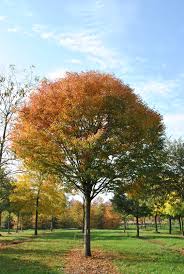 ZELKOVA SERRATA GREEN VASE