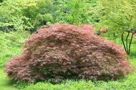 ACER PALMATUM BENI SHIDARE VALI