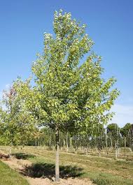 ACER SACCHARINUM (DASYCARPUM)