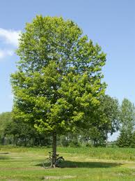 [0730] ACER SACCHARINUM PYRAMIDALIS