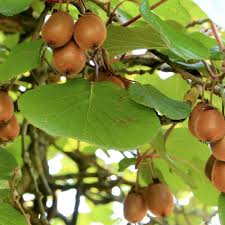 ACTINIDIA DELICIOSA (KIWI)