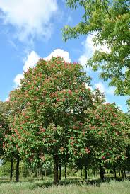 AESCULUS CARNEA