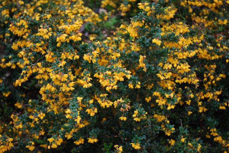 [1757] BERBERIS STENOPHYLLA