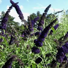 BUDDLEJA DAVIDII BLACK KNIGHT