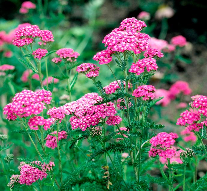 ACHILLEA MILLEFOLIUM GDT