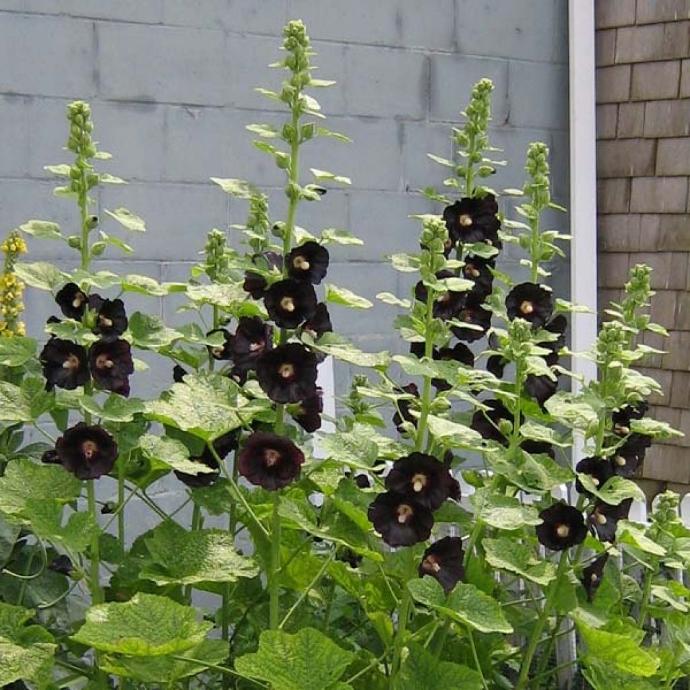 ALCEA ROSEA GDT
