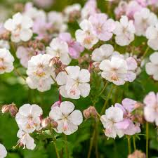 GERANIUM CANTABRIGIENSE GDT
