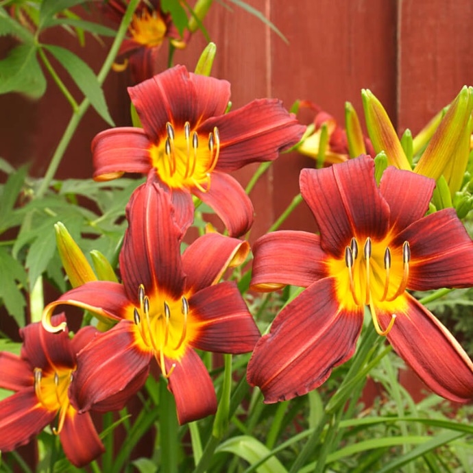 HEMEROCALLIS GDT