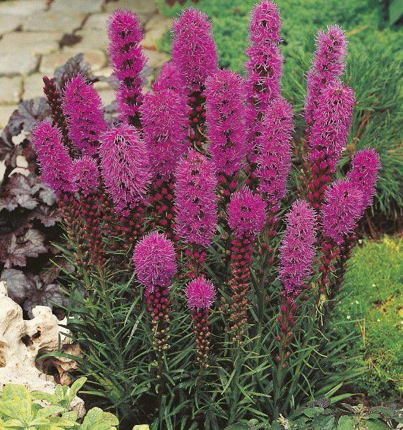 LIATRIS SPICATA GDT (BLANC)