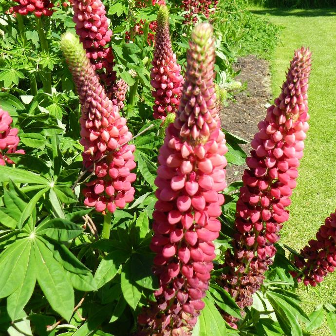 LUPINUS DERUSSEL GDT