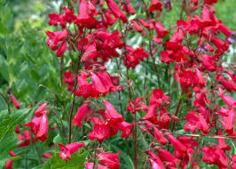PENSTEMON GDT
