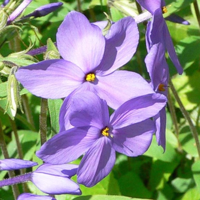 PHLOX STOLONIFERA GDT