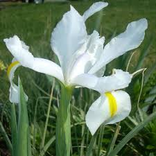 [6427] IRIS SIBIRICA (Caduc, 50/100)