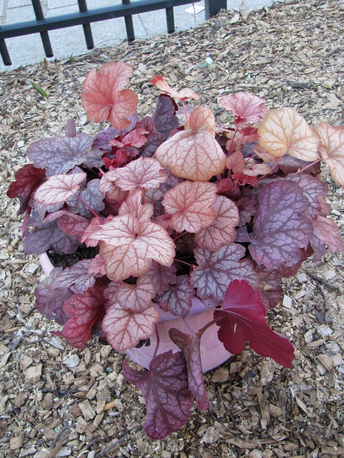 HEUCHERA CLT 2-3 (CARAMEL)