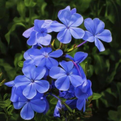 PHLOX PANICULATA GDT