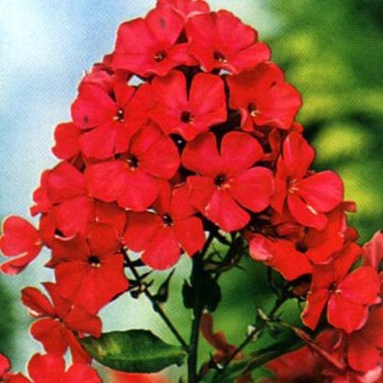 PHLOX PANICULATA CLT 2-3