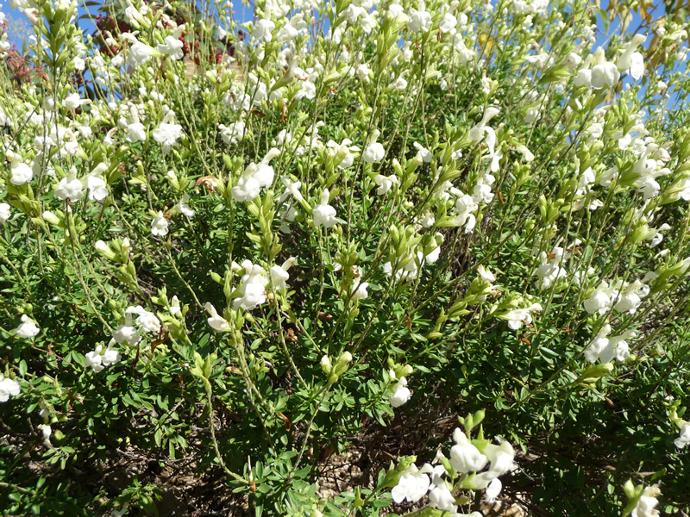 SALVIA GREGGII CLT 2-3