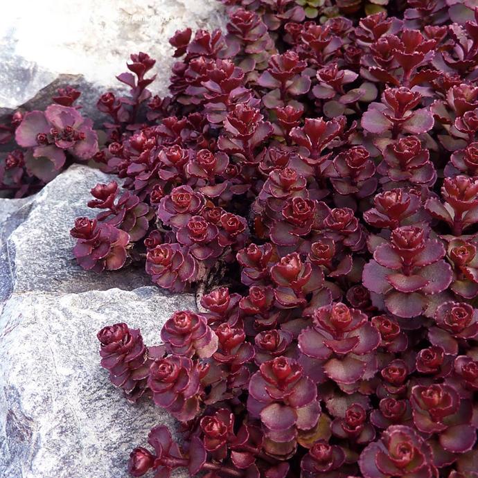 SEDUM SPURIUM GDT (BLANC)