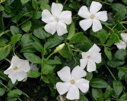 VINCA MINOR GDT