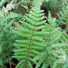 DRYOPTERIS CLT 2-3